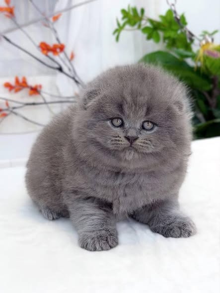 Scottish Fold Longhair