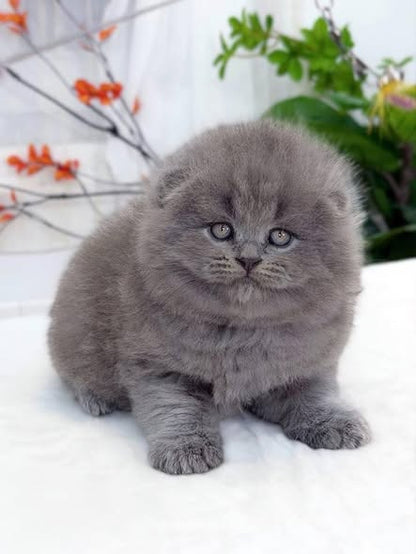 Scottish Fold Longhair