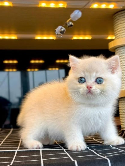 British Shorthair