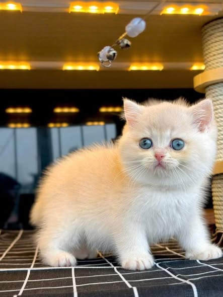 British Shorthair