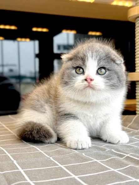 Scottish Fold