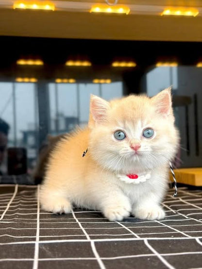 Munchkin