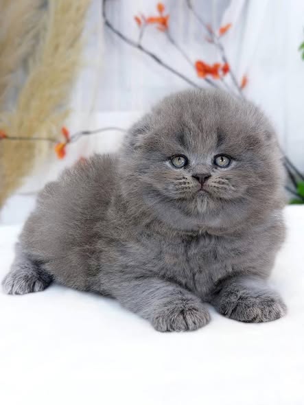 Scottish Fold Longhair