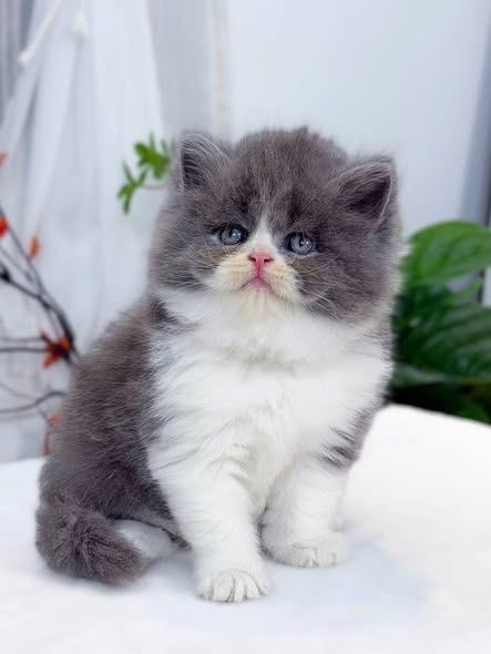 British Longhair