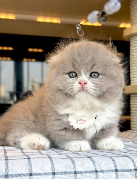 Munchkin Fold Longhair