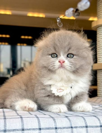 Munchkin Fold Longhair