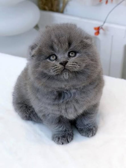 Scottish Fold Longhair