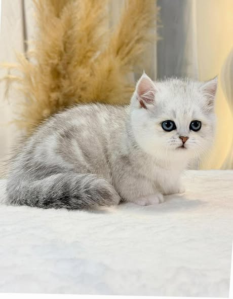 Munchkin
