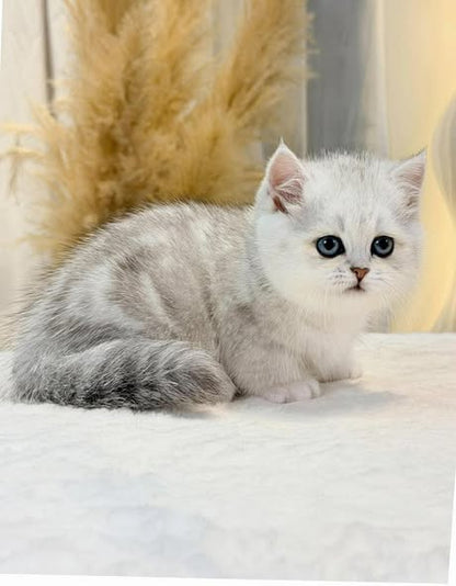 Munchkin