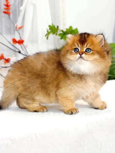 British Longhair