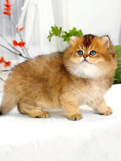 British Longhair