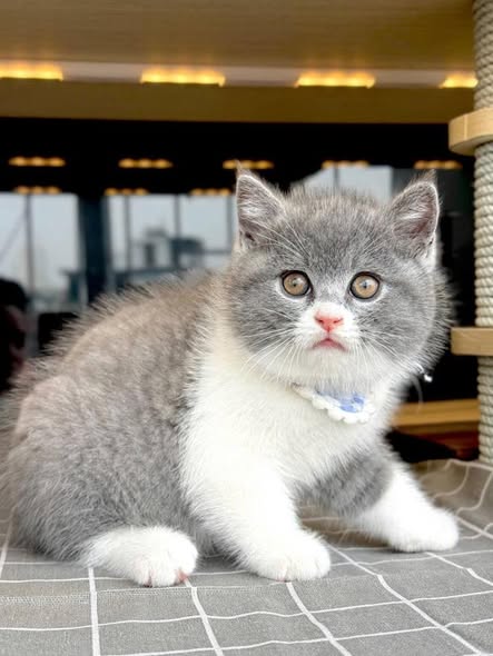 British Shorthair