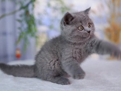 British Shorthair