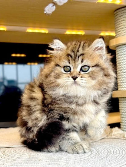 British Shorthair