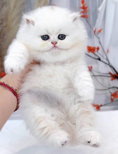 British Longhair