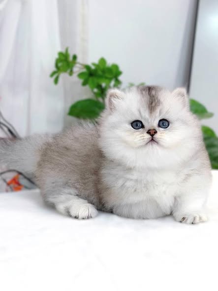 Munchkin Longhair