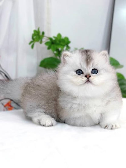 Munchkin Longhair