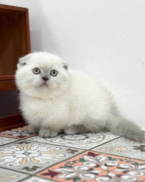 Munchkin Fold