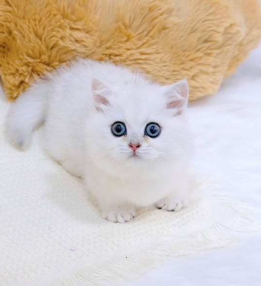 Munchkin