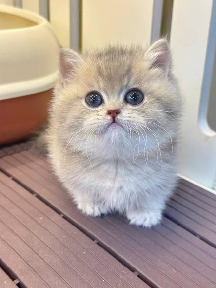 Munchkin