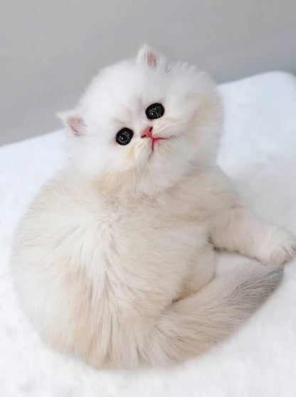 British Longhair