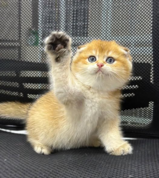 Scottish Fold