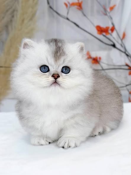 Munchkin Longhair
