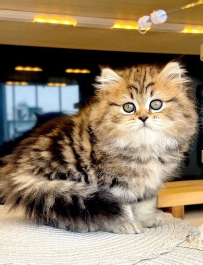 British Shorthair