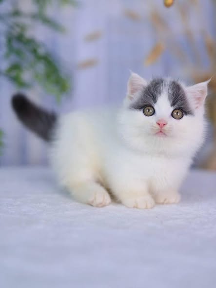 Munchkin