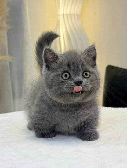 Munchkin