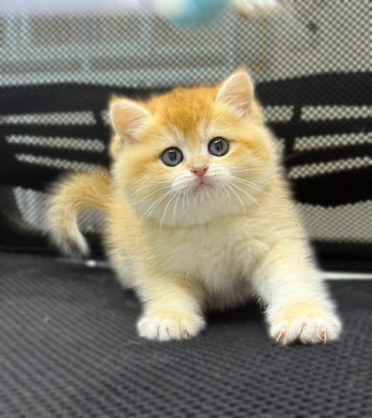 British Shorthair