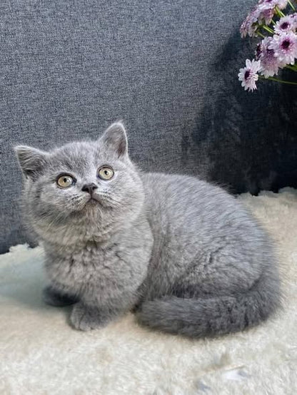 Munchkin