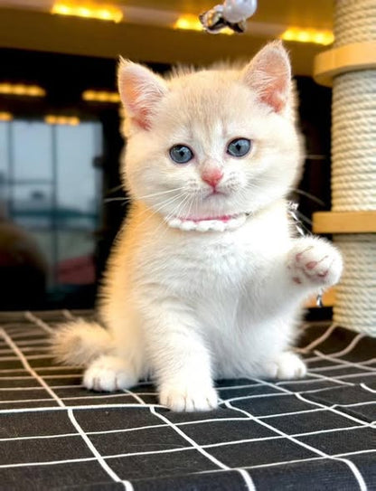 British Shorthair