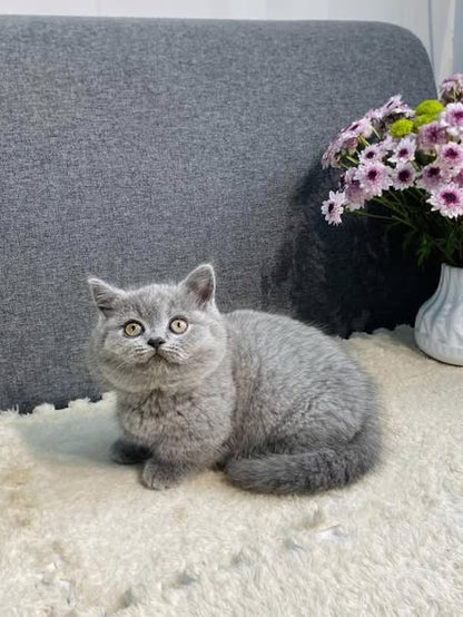 Munchkin