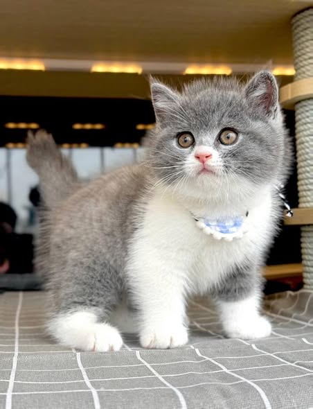 British Shorthair