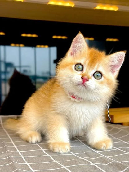 British Shorthair