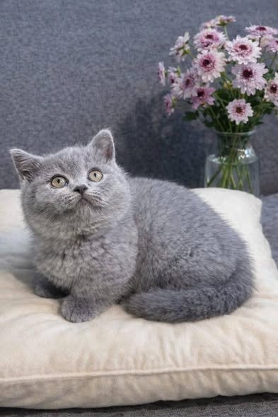 Munchkin