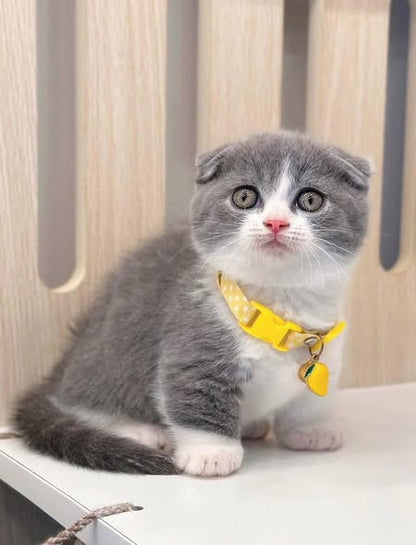 Munchkin Fold