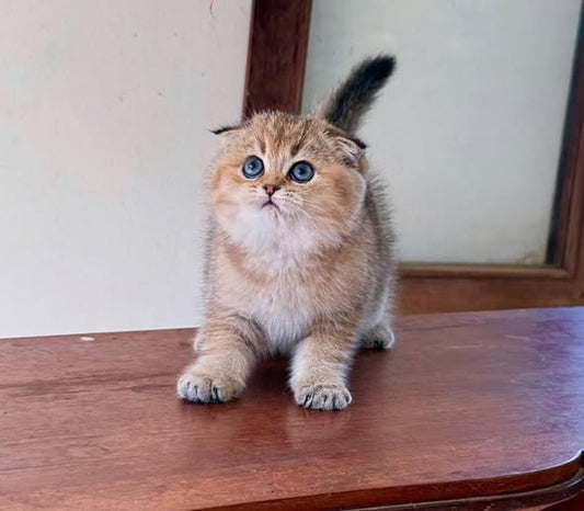Scottish Fold