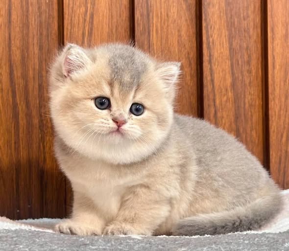 British Shorthair