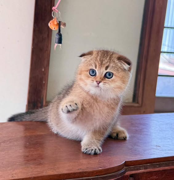 Scottish Fold