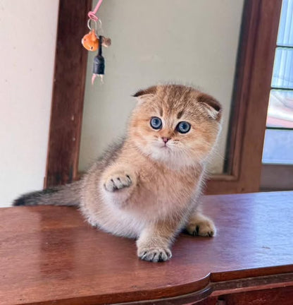 Scottish Fold