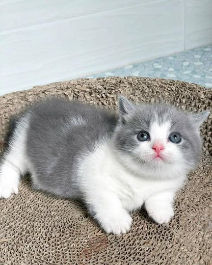 Munchkin