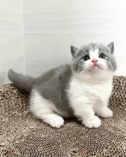 Munchkin