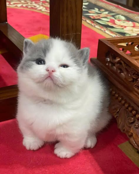 Munchkin