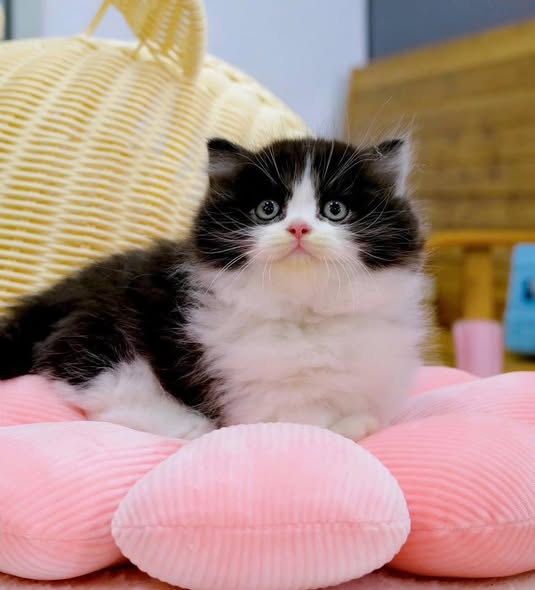 Munchkin Longhair