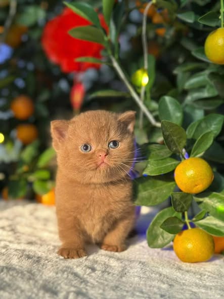 British Shorthair