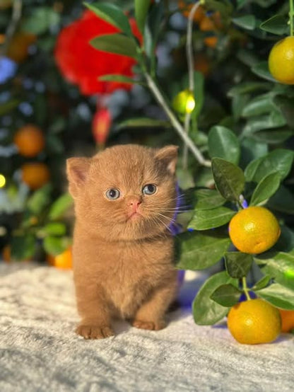 British Shorthair
