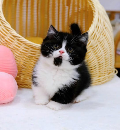 Munchkin