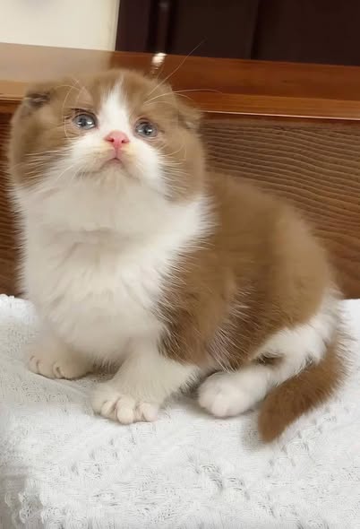 Scottish Fold